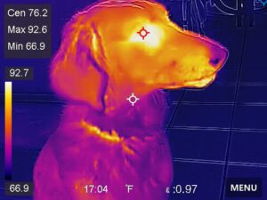 thermal image of Daisy